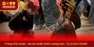 Trang Chủ Go99 – Đá Gà Go99 Chất Lượng Cao, Tỷ Lệ Kèo Chuẩn
